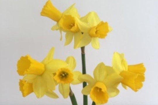 Linda Fryar's winning vase of daffodils, multi-headedLinda Fryar's winning vase of daffodils, multi-headed