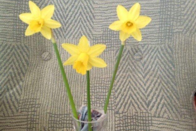 Ron Sullivan's winning vase of daffodils, miniature