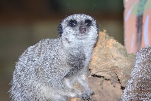 Meerkats and more at Knockhatch Adventure park near Hailsham. Again, it has a mix of indoor and outdoor activities for children of all ages.