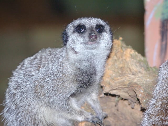 Meerkats and more at Knockhatch Adventure park near Hailsham. Again, it has a mix of indoor and outdoor activities for children of all ages.