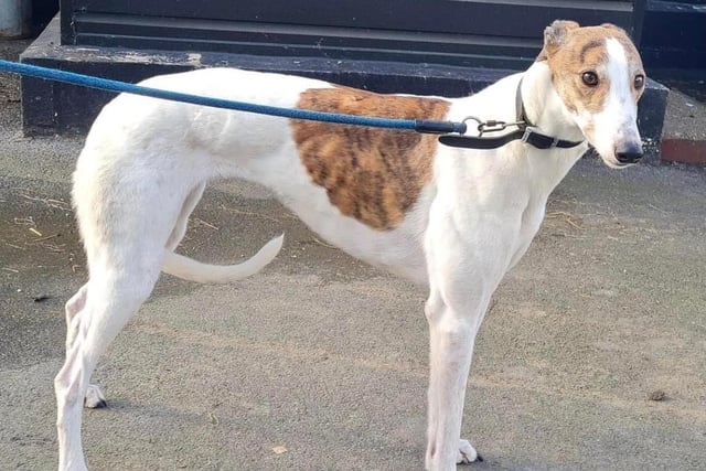 Annie said: "Molly is a stunning five year old retired greyhound lady looking for a wonderful home of her own. She is ok with other dogs but not cats. Travels ok and needs a comfortable sofa to snooze on."