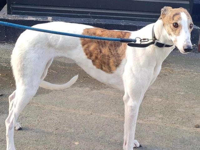 Annie said: "Molly is a stunning five year old retired greyhound lady looking for a wonderful home of her own. She is ok with other dogs but not cats. Travels ok and needs a comfortable sofa to snooze on."