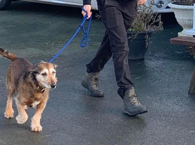 Annie said: "Ted joined us recently from the pound. He is a shy older lad who will need a quiet home with no children."