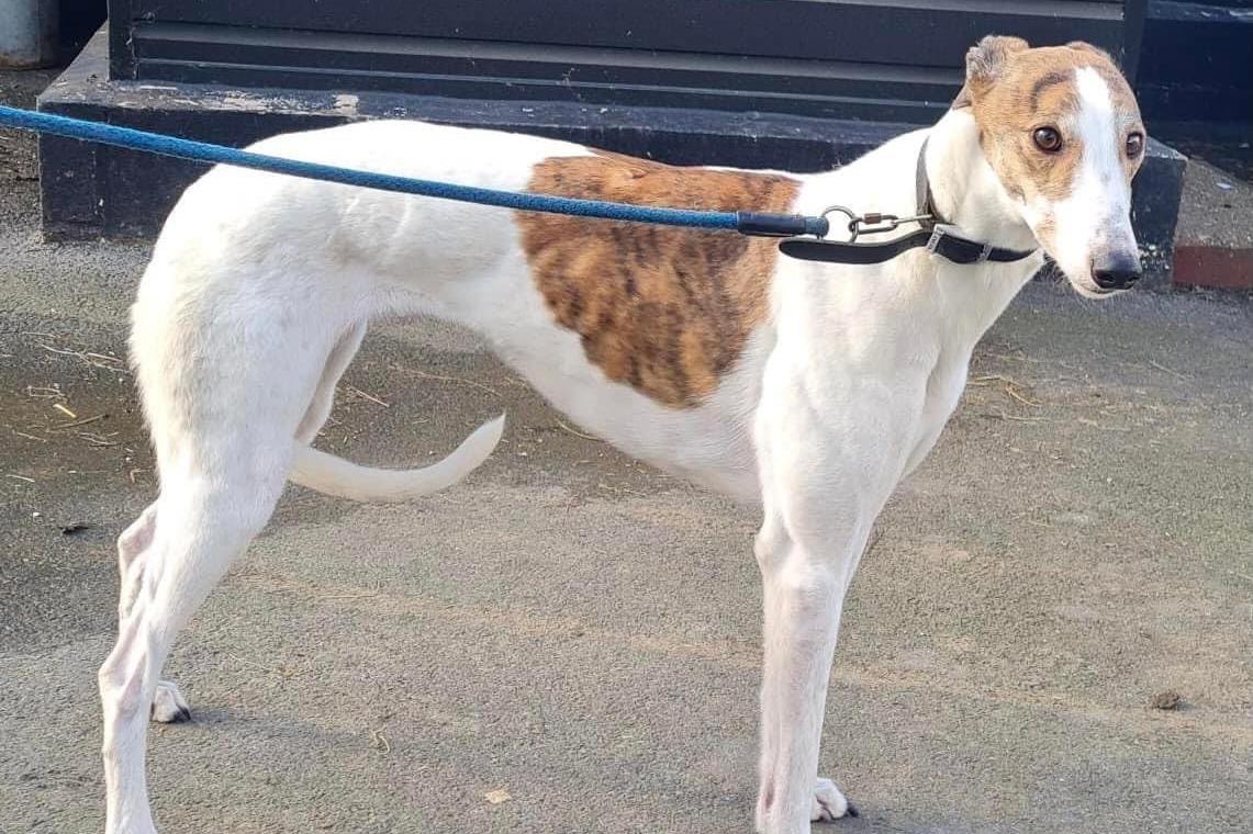 More dogs need a forever home this week.