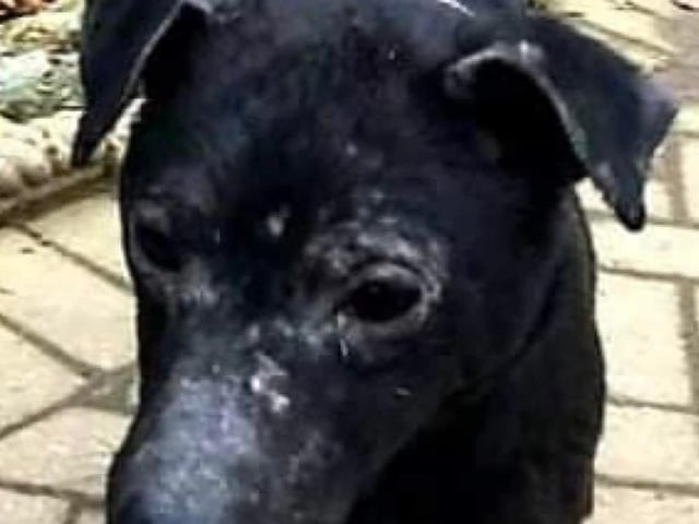 Annie said: "Poor Elsa is a young Patterdale cross who was rescued in a terrible condition from an awful situation. This sweet girl is typical of a Patterdale and will make it clear if she is not happy."