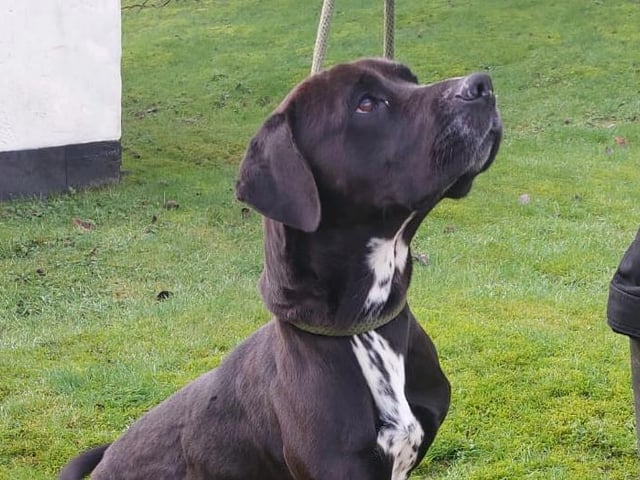 Annie said: "Henri is a gorgeous adult male Labrador cross who joined us from the pound. Sadly he had to have a leg removed after an accident so a home experienced with tri-paw dogs would get priority."