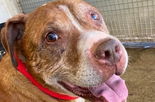 Annie said: "Reg is a super affectionate cuddly big lad around eight years old. He’s had a rough life so far being made to live out in a garden in all weathers. Reg would like a quiet home where he can learn how good life can be. Is not cat friendly."