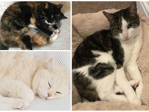 Could you offer a new home to one of these cats?