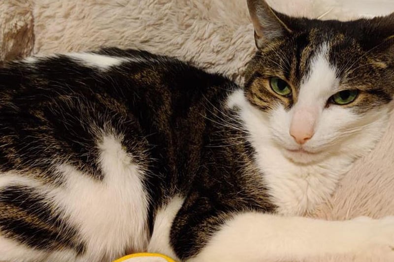 Bilbo can be very shy at first, but once he gets to know you he is a very loving and playful cat.
