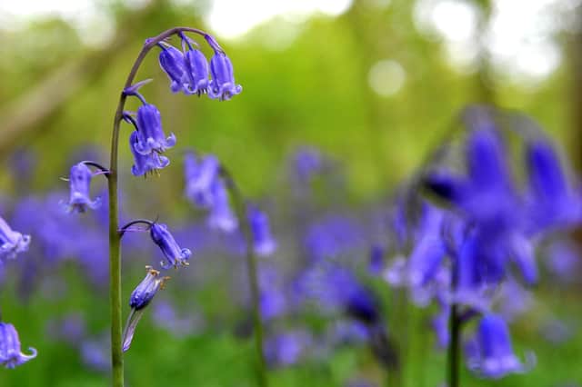 Butchers Wood in Hassocks where you  can see bluebells. Pic S Robards SR2105133 SUS-210513-161604001