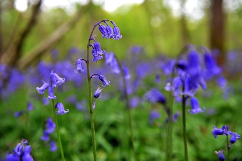 Butchers Wood in Hassocks where you  can see bluebells. Pic S Robards SR2105133 SUS-210513-161508001