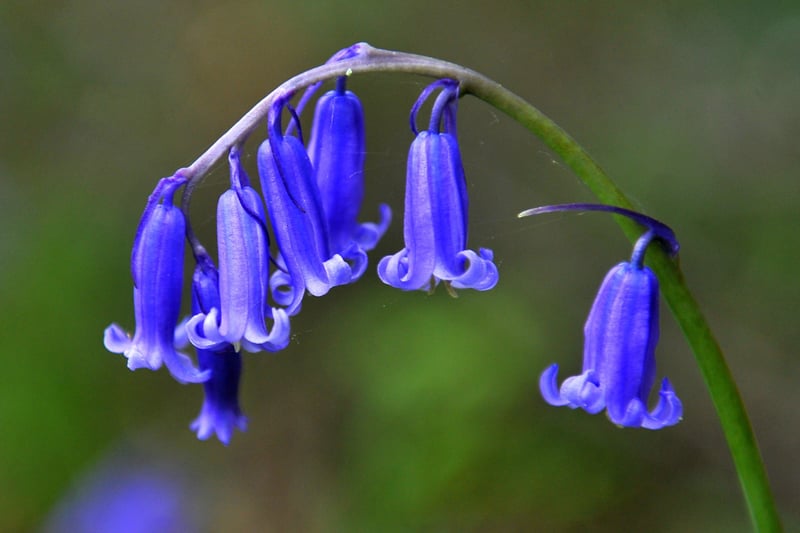 Butchers Wood in Hassocks where you  can see bluebells. Pic S Robards SR2105133 SUS-210513-161553001