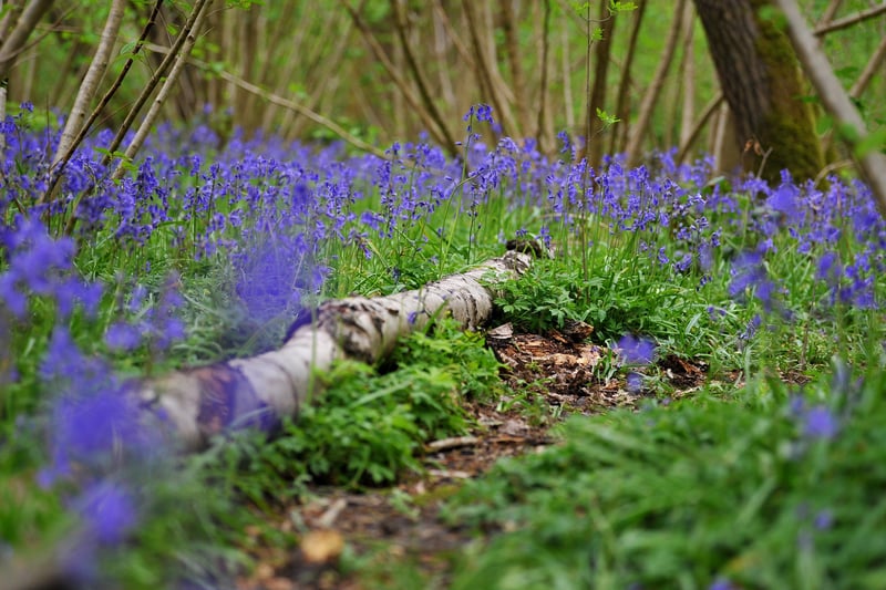 Butchers Wood in Hassocks where you  can see bluebells. Pic S Robards SR2105133 SUS-210513-161413001
