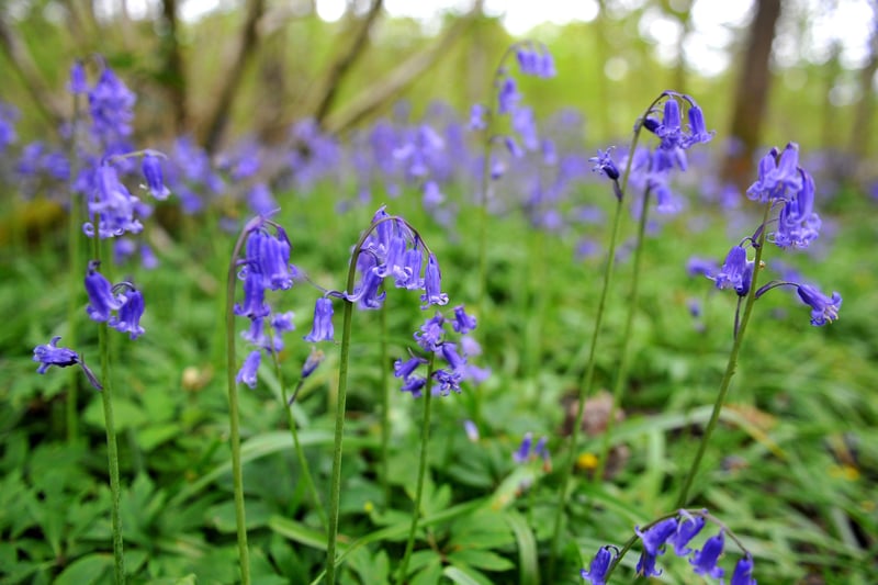Butchers Wood in Hassocks where you  can see bluebells. Pic S Robards SR2105133 SUS-210513-161446001