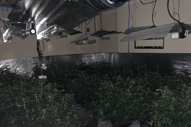 The large cannabis grow was found at an address on North Road, Wingate.