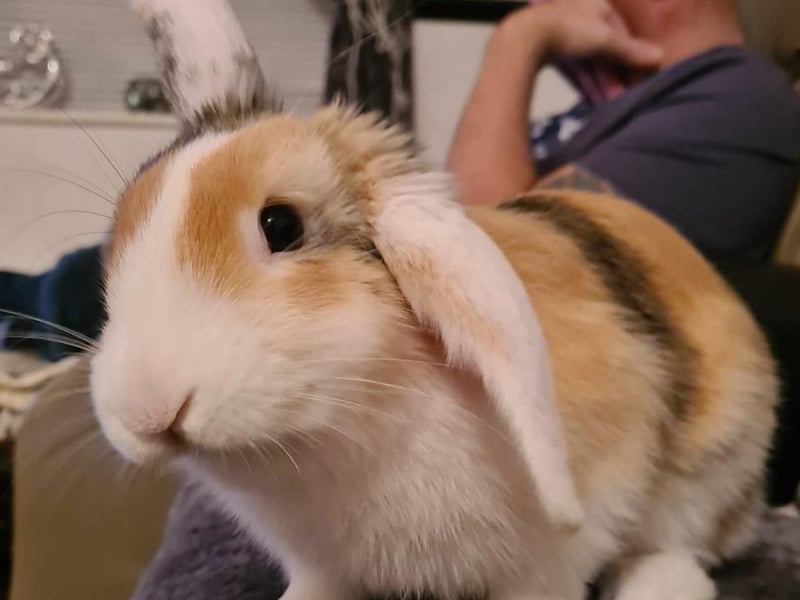 Margo the rabbit. Shared by Sharon Green.