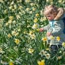 Maisie Schofield, aged 17 months of Leeds, admiring a host, of golden daffodils beneath the trees, in Temple Newsam, Leeds.