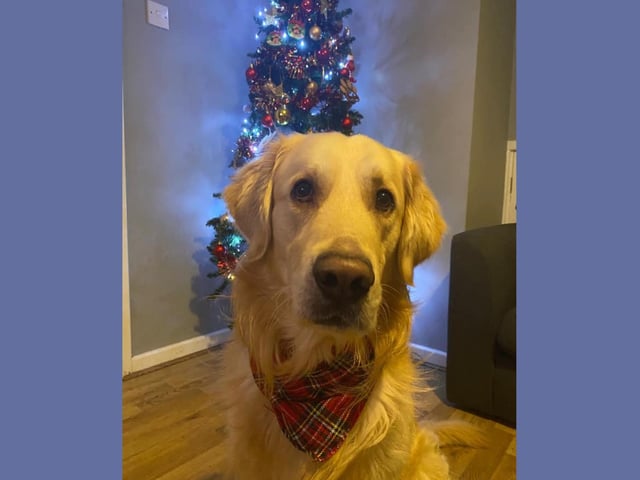 Three-year-old Booker is dressed for the occasion. And doesn't he look ready for the Christmas party in his neckchief.