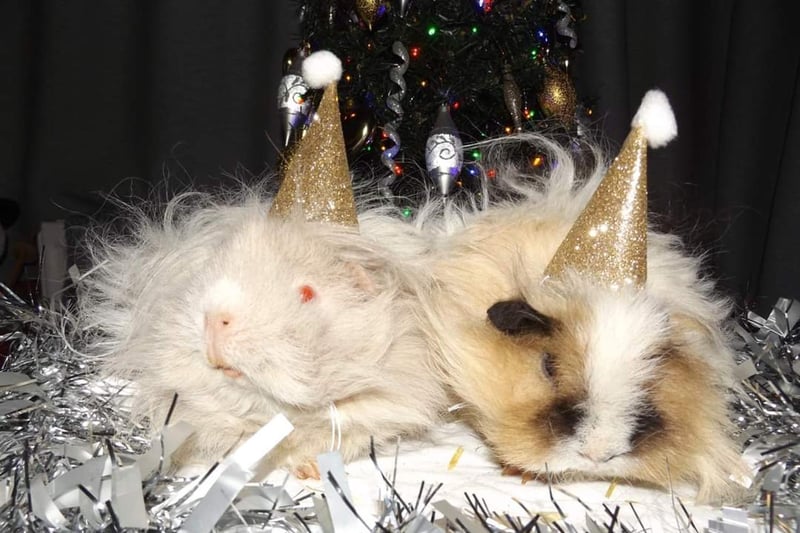 These guinea pigs already have their party hats on.