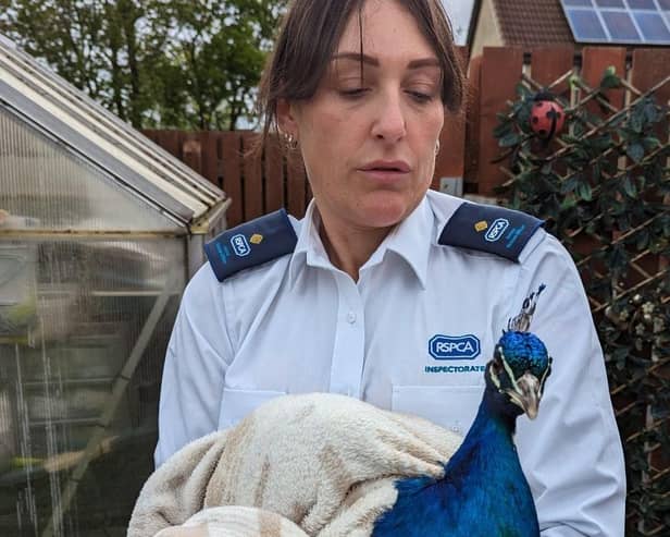 An RSPCA officer with the peacock after it was rescued in Shotton Colliery.