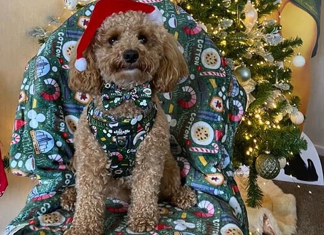 We are loving Loki's festive outfit - he looks like a Christmas treat!