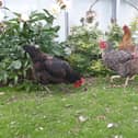 The hens at Alice House Hospice.