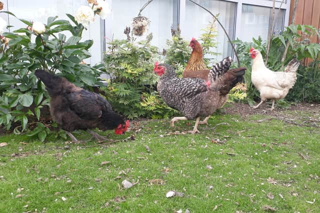 The hens at Alice House Hospice.