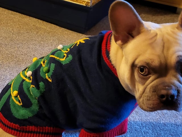 We think Hugo looks so smart! He will fit right in at any Christmas party.