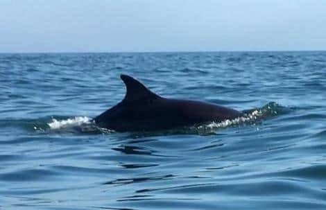 The dolphins were also spotted by people out on the coast.