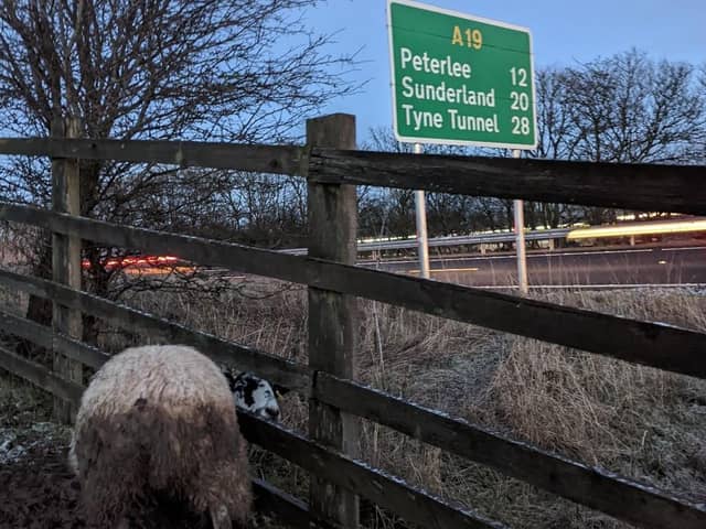A passing lorry driver spotted the sheep and alerted the RSPCA./Photo: RSPCA