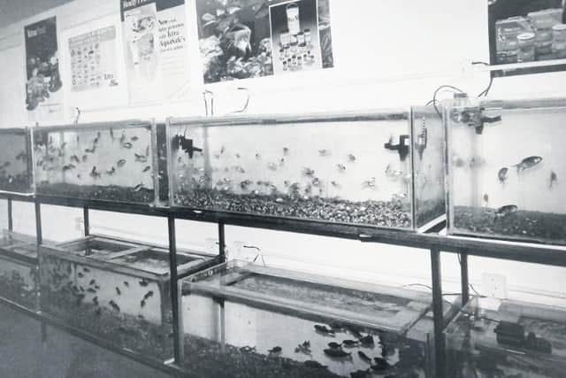 The fish tanks in Waltons in 1994.