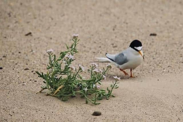 The little terns have left Seaton Carew for another year as they make their trip towards Africa.
