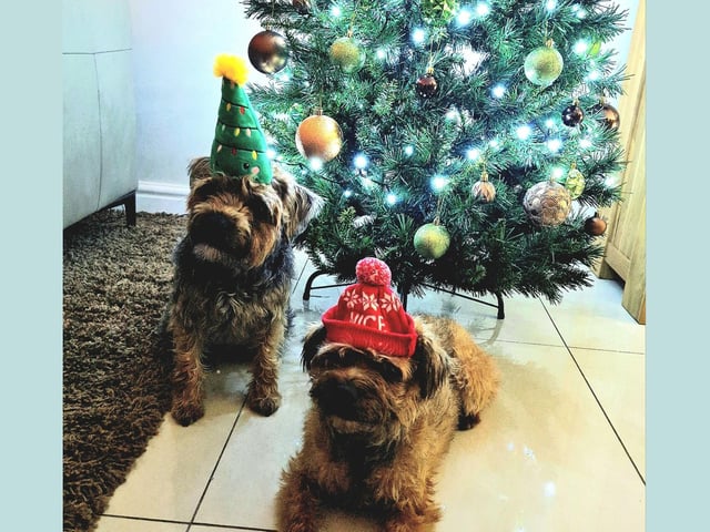 Martha and Evie striking a perfect Christmas card pose under their tree.