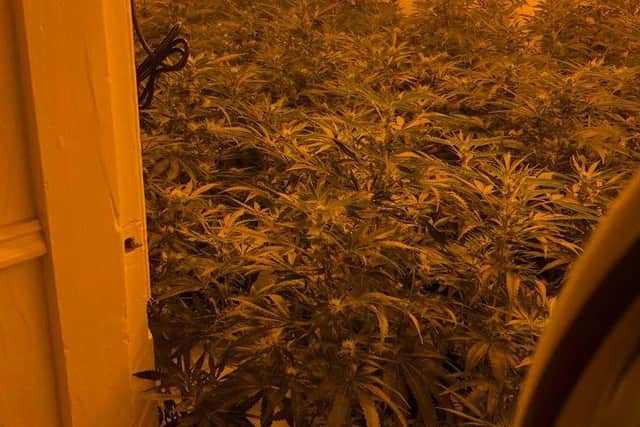 A cannabis farm has been discovered in Richmond Street, Hartlepool.
