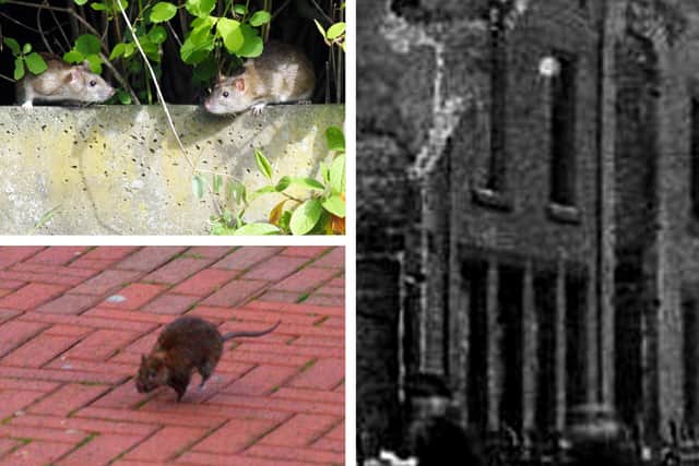 Hartlepool had a week which was dedicated to rats from 1920 to the outbreak of the Second World War.