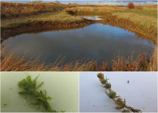 The rare plant, bearded stonewort, and the pool where it was found. Credit: Martin Hammond