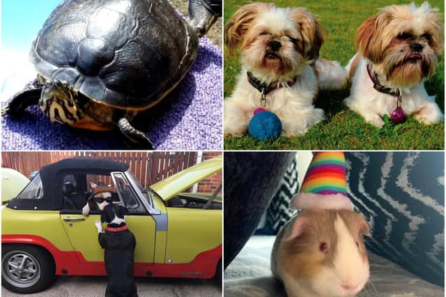 Readers have been sharing their favourite pet pictures in honour of National Pet Month, which runs from April 1 until May 2.