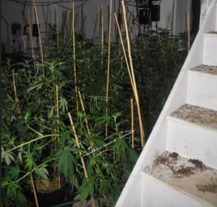 A police picture of part of the cannabis farm.