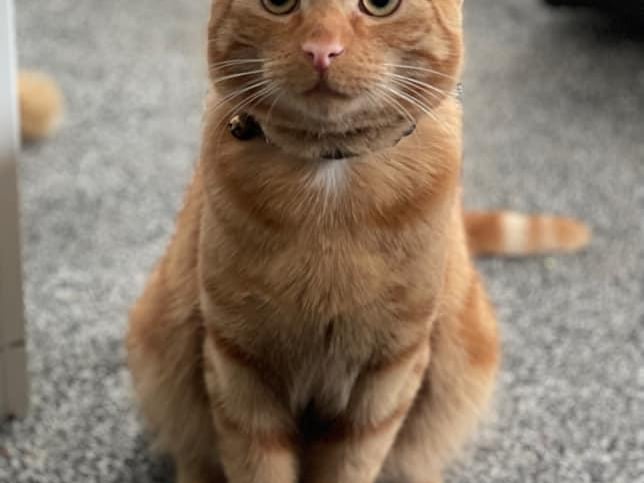 Cathryn Ketley shared this photo of her cat.