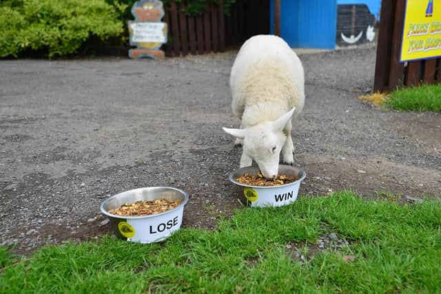 Oatsey the lamb makes her prediction for the England final by eating from the 'Win' bowl of food. Picture by FRANK REID