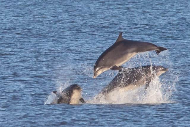 Picture of the dolphins by Anthony Skordis.