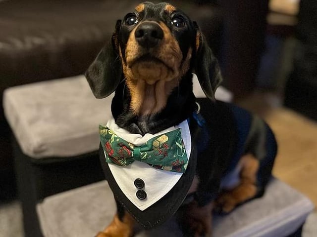 Hugo shows off his Christmas party outfit - complete with a very smart bow tie!