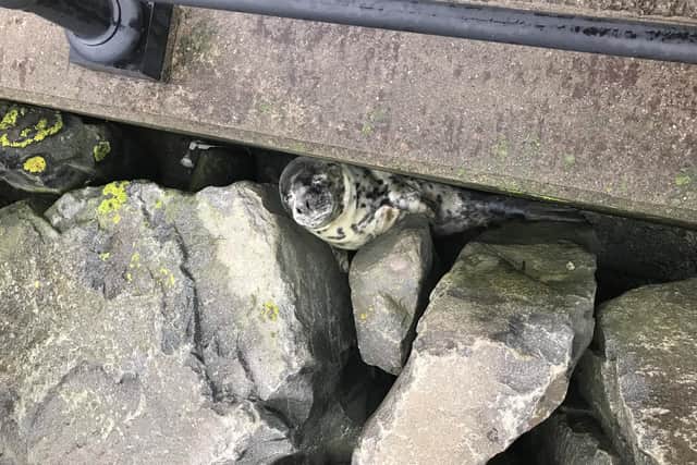 The seal stuck on rocks at Hartlepool