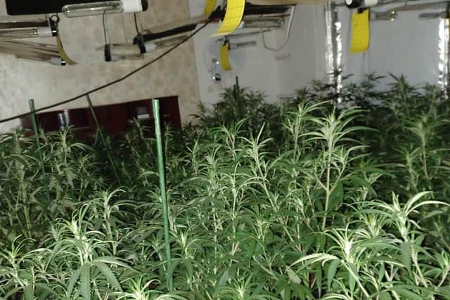 Police have said the cannabis plants were worth £350,000./Photo: Hartlepool Neighbourhood Police Team