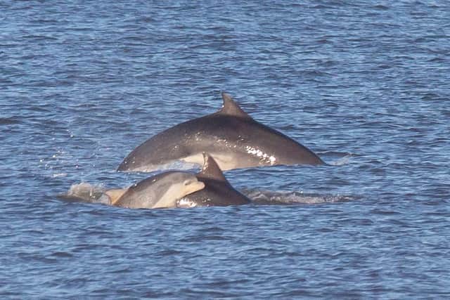 A pod of dolphins was spotted near Hartlepool on Saturday, February 19. Picture: Anthony Skordis.