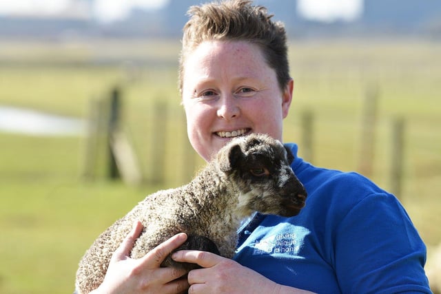 Reserve volunteer Cate Taylor-Teasdale gave a health check to one of the new born mule lambs in the lambing field in 2018.