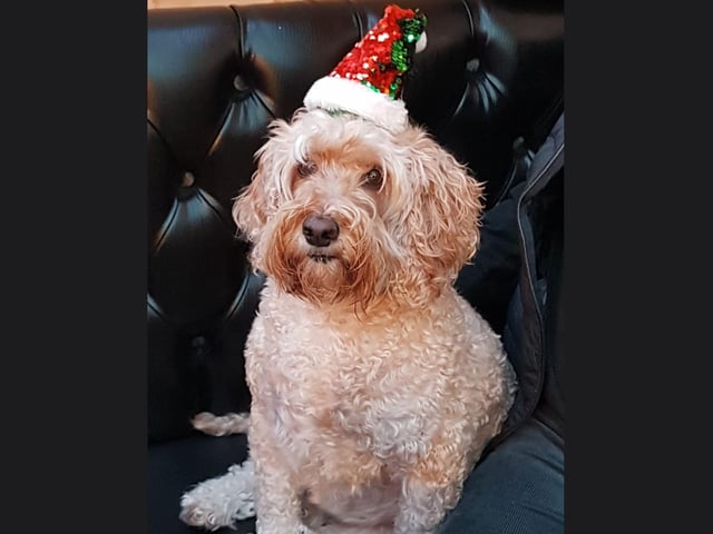 Theo brings some glitter to our Christmas with a fantastic festive hat.