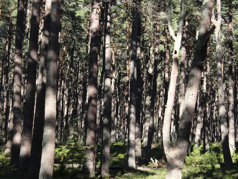 Located near Aviemore, Abernethy Forest is the largest remaining area of the ancient Caledonian Forest that used to cover much of the country. It's also home to a large population of red squirrels and can be combined with a visit to Loch Garten.