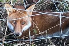 The fox was rescued from a barbed wire fence in Hartlepool.