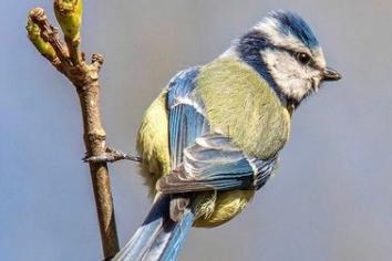 A great close up of a Blue Tit bird from @danielleneedhamphotography